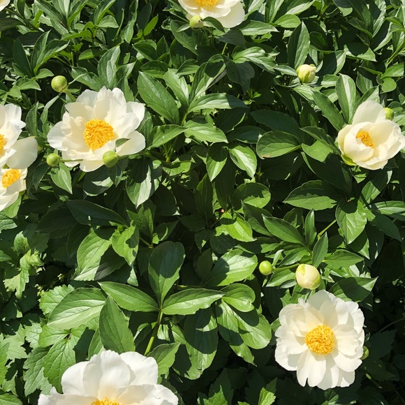 Meet your Posher, Lilliann - Picture 1 of 1